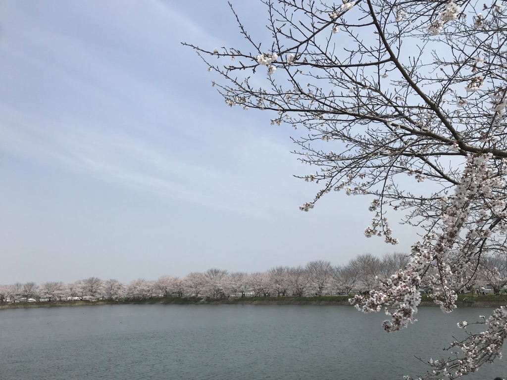 奈良のお花見スポット 唐古 鍵遺跡史跡公園 したくちびるで雨宿り